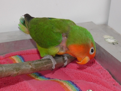 Viridi